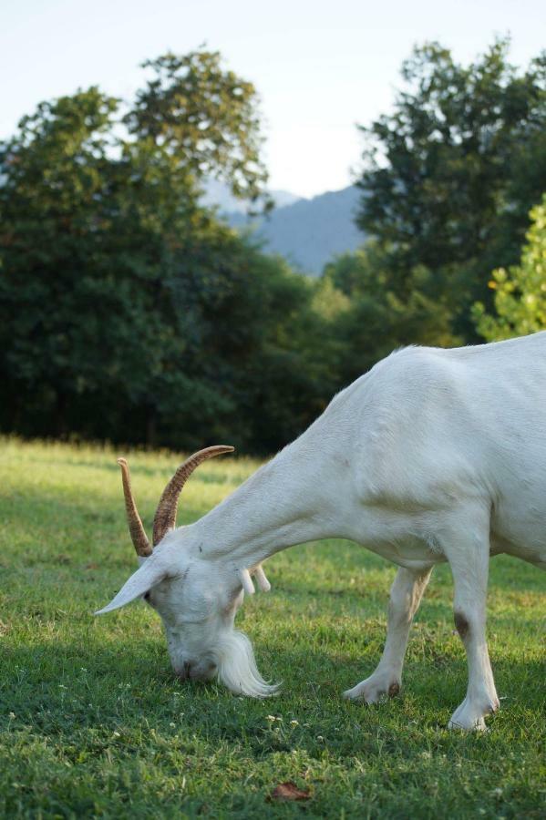 Agriturismo Chioi Barga Esterno foto